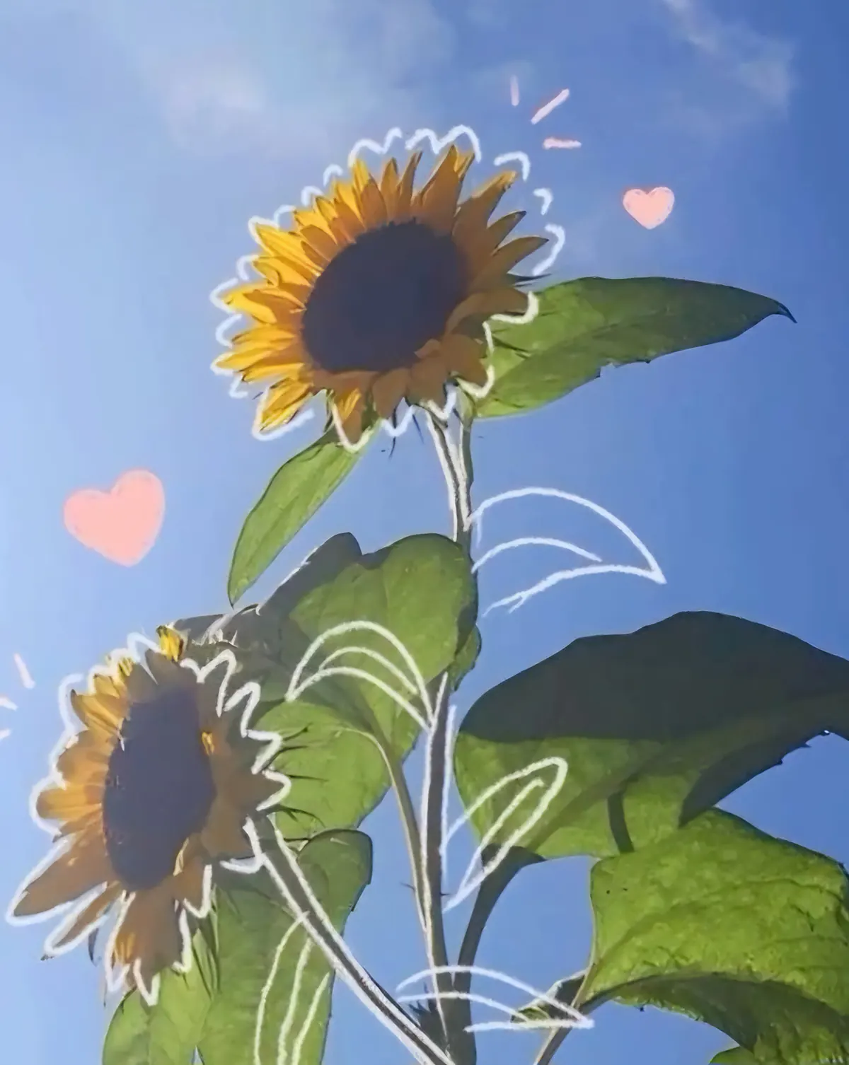عکس زیباترین گل جهان واقعی عکس تصویر زمینه گل و قلب عکس پس زمینه گل و طبیعت عکس گل طبیعی عکس گل رز واقعی عکس گل های زیبای جهان عکس گل برای تصویر زمینه شاد تصویر زمینه گل رز قرمز متحرک و زیبا