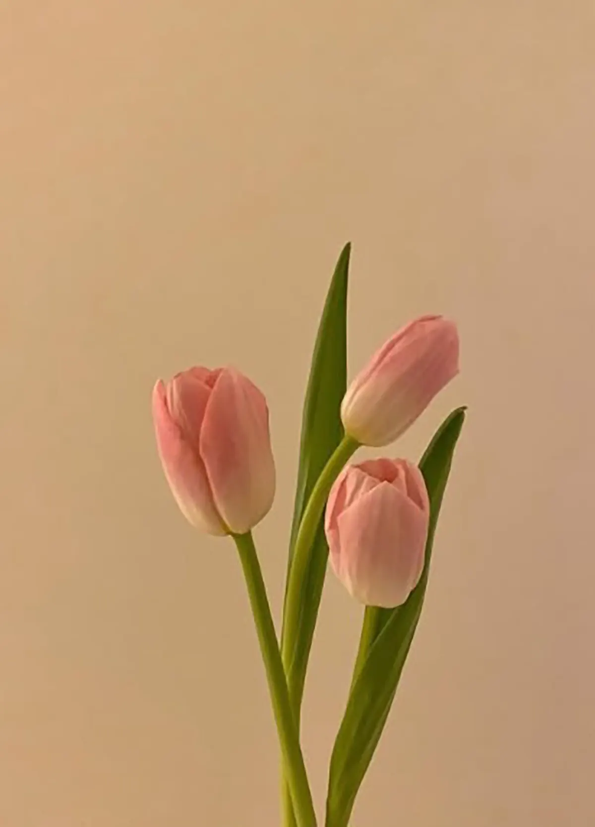 عکس زیباترین گل جهان واقعی عکس تصویر زمینه گل و قلب عکس پس زمینه گل و طبیعت عکس گل طبیعی عکس گل رز واقعی عکس گل های زیبای جهان عکس گل برای تصویر زمینه شاد تصویر زمینه گل رز قرمز متحرک و زیبا
