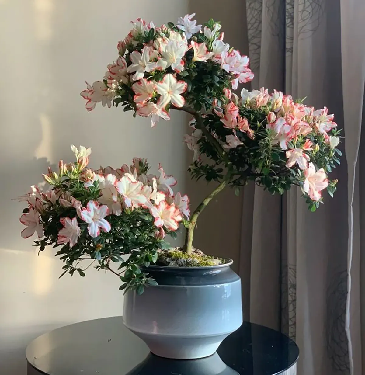 گلدان شیک برای پذیرایی گلدان بزرگ شیک در دیجی کالا قیمت گلدان بزرگ کنار سالنی دیجی کالا مدل گلدان بلند شیک گلدان شیک برای روی میز گلدان های لاکچری گلدان رومیزی شیک دیجی کالا قیمت گلدان سفالی خیلی بزرگ دیجی کالا