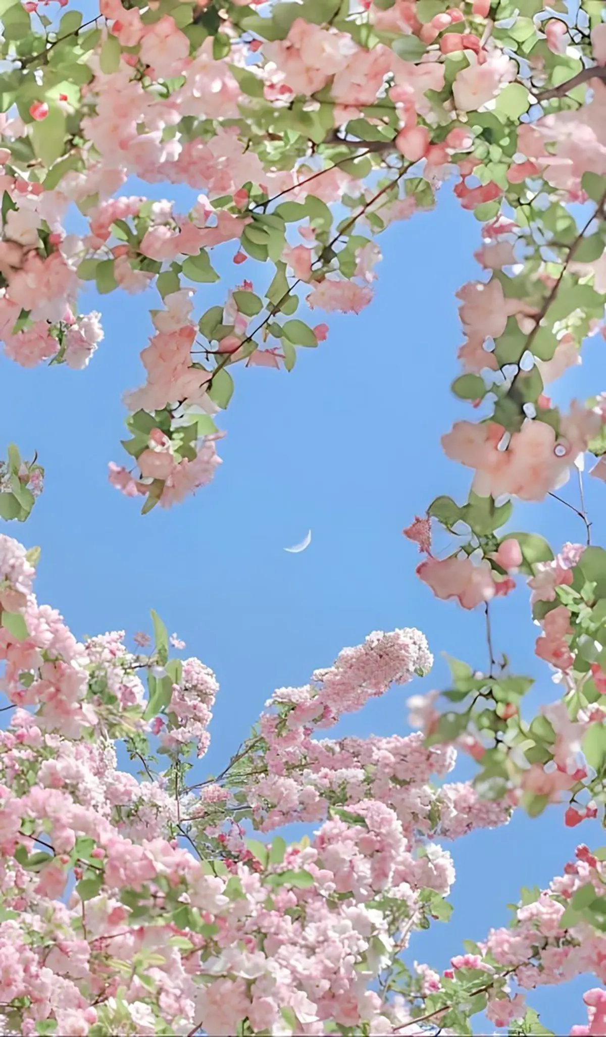 عکس پس زمینه شیک و باکلاس سه بعدی عکس طبیعت واقعی برای پروفایل پس زمینه طبیعت برای موبایل عکس پس زمینه شیک و خاص تصویر زمینه طبیعت سه بعدی عکس پس زمینه طبیعت سبز