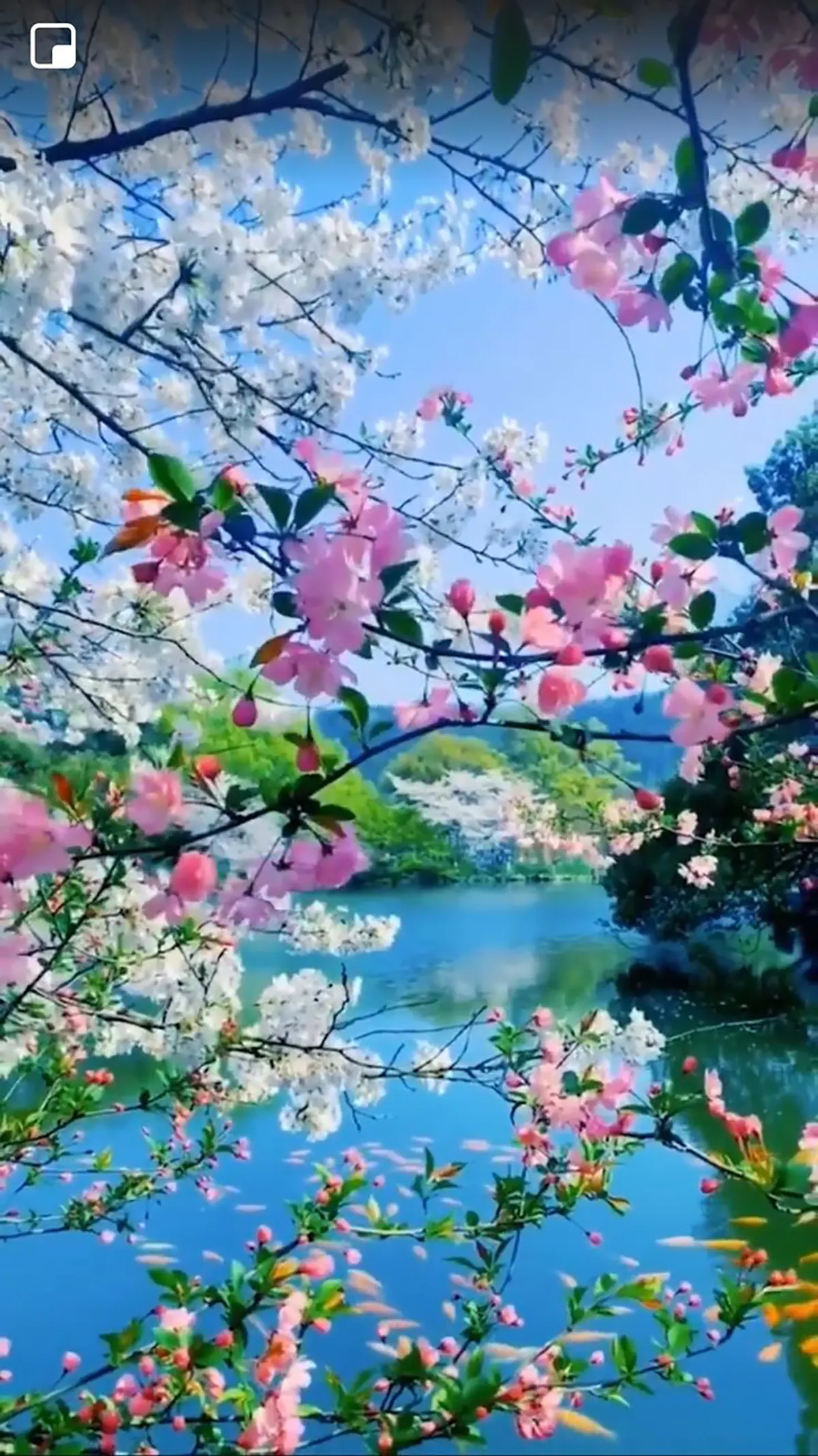 عکس پس زمینه شیک و باکلاس سه بعدی عکس طبیعت واقعی برای پروفایل پس زمینه طبیعت برای موبایل عکس پس زمینه شیک و خاص تصویر زمینه طبیعت سه بعدی عکس پس زمینه طبیعت سبز