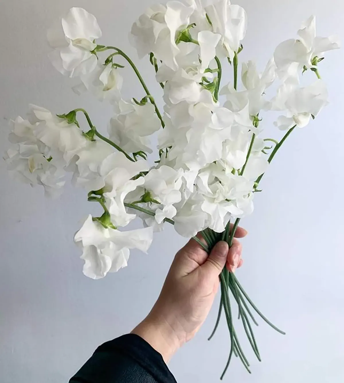 دسته گل ساده و شیک دسته گل رز سفید ساده دسته گل سفید برای تولد دسته گل کوچک برای هدیه دسته گل سفید عروس دسته گل هدیه