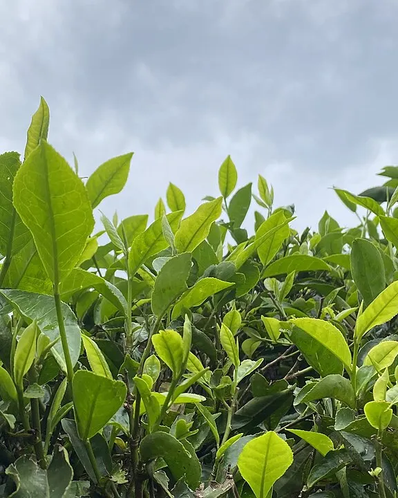 بوته تازه چای سبز زیر آسمان ابری