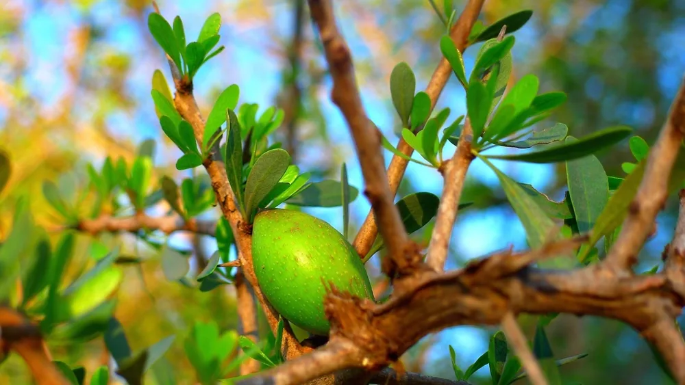 میوه درخت آرگان؛ ماده اولیه روغن آرگان