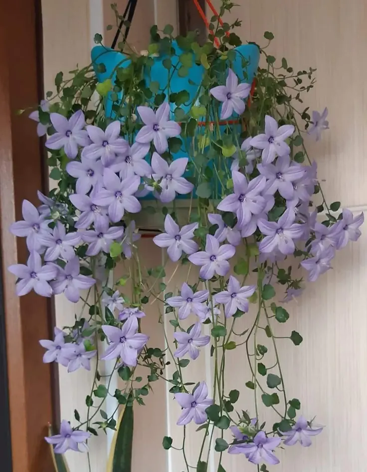 گلدان آویز با گل زنگی بنفش برای داخل خانه